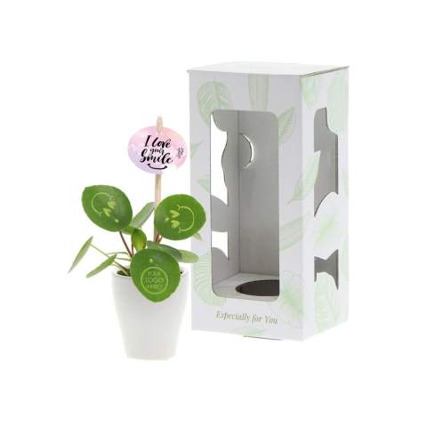 Avec cette plante vivante, vous pouvez apporter un sourire sur le visage de vos clients, rayonner de positivité et apporter de la vie au bureau. La plante tendance Pancake Plant a été transformée en Smylieplant®, qui rend tout le monde heureux. Le Pilea peperomioides, mieux connu sous le nom de Pancake Plant, est de retour à la mode. Cette plante bien connue présente 3 smileys, ce qui lui donne une apparence unique. Elle est également connue comme la plante de bureau idéale, car les plantes et les sourires sont bons pour la santé. Lorsque cette plante reçoit suffisamment d'eau et de lumière, elle peut durer très longtemps. Les smileys et logos resteront sur la plante à moins que la feuille sur laquelle ils se trouvent ne tombe. C'est un phénomène normal chez les plantes, mais cela peut prendre du temps.<br /><br />Il est bien sûr possible de personnaliser la Smylieplant® avec votre logo ou votre design. Grâce à nos techniques spéciales, l'application des smileys ou des logos n'affecte pas la durée de vie de la plante. Cela vous permet de mettre en valeur votre logo, slogan ou message sur une ou toutes les feuilles de la Smylieplant®, laissant ainsi une impression unique. Nous offrons également la possibilité de personnaliser l’étiquette de la plante, d’imprimer sur le pot ou d’ajouter une carte personnalisée. Si vous voulez vraiment apporter un sourire sur le visage de quelqu'un et diffuser de la positivité, la Smylieplant® est l'article parfait.<br /><br />Ce produit est toujours emballé dans une pochette protectrice transparente pour plantes, même lorsqu'il est emballé dans une boîte cadeau. Nous faisons cela pour protéger la plante contre d’éventuels dommages. Si vous avez des questions concernant ce produit, la personnalisation souhaitée ou les options d'emballage, n'hésitez pas à nous contacter.