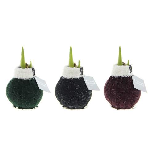 These living No Water Flowers® are known for their unique handmade wax Amaryllis bulbs. These specially selected and tested Amaryllis bulbs have enough energy to grow and bloom without water. Authentic No Water Flowers® produce relatively short flower stems, do not topple over, and are guaranteed to bloom. Each Amaryllis bulb is first carefully cleaned and then perfectly waxed. These No Water Flowers® from the Fashionz line are dressed with a mix of socks featuring animal prints, which are very distinctive.<br /><br />The No Water Flowers® can be packaged in a matching FSC-certified gift box, making them extra fun to give away. This gift box can also be personalized with a backing card entirely in your style. This way, you can convey your Christmas greeting, corporate identity, or message extra well. This is a separate card that fits perfectly into the gift box, but can also be removed after use.<br /><br />All No Water Flowers® come with a metal support, allowing the wax Amaryllis to be placed securely and remain stable. The Original No Water Flowers® are easily recognizable by the square label attached to the bulb. These Amaryllis bulbs require no care. Place the wax Amaryllis in a bright spot, but not in direct sunlight, and enjoy the beautiful flowers that develop within 3 to 5 weeks. Flower bulbs are natural products, each bulb is unique and has a different shape.<br /><br />No Water Flowers® are available only from September to February. <br />If you have any questions about this product, desired personalization, or packaging options, please feel free to contact us.