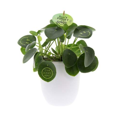 Met deze levende plant tover je een glimlach op het gezicht van je relaties, straal je positiviteit uit en breng je leven op kantoor. De trendy Pannenkoekplant is omgetoverd tot de Smylieplant®, die iedereen blij maakt. De Pilea peperomioides, beter bekend als de Pannenkoekplant, is weer helemaal terug van weggeweest. Deze bekende plant heeft 3 smileys, wat zorgt voor een unieke uitstraling. Het wordt ook wel de ideale bureauplant genoemd, omdat zowel planten zelf als lachen goed zijn voor de gezondheid. Wanneer deze plant voldoende water en licht krijgt, kan hij heel lang meegaan. De smileys en logo's blijven op de plant staan, tenzij het blad waarop ze staan afvalt. Dit is een normaal verschijnsel bij planten, maar dit kan wel enige tijd duren.<br /><br />Het is uiteraard mogelijk om de Smylieplant® te personaliseren met jouw logo of ontwerp. Dankzij onze speciale technieken heeft het aanbrengen van de smileys of logo's geen invloed op de levensduur. Hiermee kun je jouw logo, slogan of boodschap laten schitteren op één of alle bladeren van de Smylieplant®, wat een unieke indruk achterlaat. Bovendien bieden we ook de mogelijkheid om de plantenpot te bedrukken of een gepersonaliseerd kaartje bij te voegen. Wil je echt eens een glimlach op iemands gezicht toveren en positiviteit uitstralen, dan is de Smylieplant® het perfecte item.<br /><br />De Smylieplant® is deels seizoensgebonden en groeit aanzienlijk beter in de zomer dan in de winter door de grotere hoeveelheid licht en zon. Neem contact met ons op voor de actuele beschikbaarheid en kwaliteit tijdens de winterperiode. Dit product wordt altijd in een beschermende transparante plantensleeve ingepakt, ook wanneer dit in een giftbox verpakt wordt. Dit doen wij om de plant te beschermen tegen eventuele beschadigingen. Heeft u vragen over dit product, de gewenste personalisatie of eventuele verpakkingen? Neem dan gerust contact met ons op.