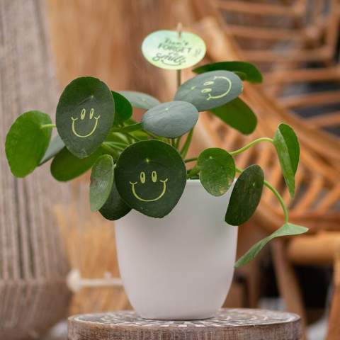 Met deze levende plant tover je een glimlach op het gezicht van je relaties, straal je positiviteit uit en breng je leven op kantoor. De trendy Pannenkoekplant is omgetoverd tot de Smylieplant®, die iedereen blij maakt. De Pilea peperomioides, beter bekend als de Pannenkoekplant, is weer helemaal terug van weggeweest. Deze bekende plant heeft 3 smileys, wat zorgt voor een unieke uitstraling. Het wordt ook wel de ideale bureauplant genoemd, omdat zowel planten zelf als lachen goed zijn voor de gezondheid. Wanneer deze plant voldoende water en licht krijgt, kan hij heel lang meegaan. De smileys en logo's blijven op de plant staan, tenzij het blad waarop ze staan afvalt. Dit is een normaal verschijnsel bij planten, maar dit kan wel enige tijd duren.<br /><br />Het is uiteraard mogelijk om de Smylieplant® te personaliseren met jouw logo of ontwerp. Dankzij onze speciale technieken heeft het aanbrengen van de smileys of logo's geen invloed op de levensduur. Hiermee kun je jouw logo, slogan of boodschap laten schitteren op één of alle bladeren van de Smylieplant®, wat een unieke indruk achterlaat. Bovendien bieden we ook de mogelijkheid om de plantenpot te bedrukken of een gepersonaliseerd kaartje bij te voegen. Wil je echt eens een glimlach op iemands gezicht toveren en positiviteit uitstralen, dan is de Smylieplant® het perfecte item.<br /><br />De Smylieplant® is deels seizoensgebonden en groeit aanzienlijk beter in de zomer dan in de winter door de grotere hoeveelheid licht en zon. Neem contact met ons op voor de actuele beschikbaarheid en kwaliteit tijdens de winterperiode. Dit product wordt altijd in een beschermende transparante plantensleeve ingepakt, ook wanneer dit in een giftbox verpakt wordt. Dit doen wij om de plant te beschermen tegen eventuele beschadigingen. Heeft u vragen over dit product, de gewenste personalisatie of eventuele verpakkingen? Neem dan gerust contact met ons op.