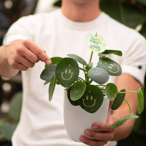 Met deze levende plant tover je een glimlach op het gezicht van je relaties, straal je positiviteit uit en breng je leven op kantoor. De trendy Pannenkoekplant is omgetoverd tot de Smylieplant®, die iedereen blij maakt. De Pilea peperomioides, beter bekend als de Pannenkoekplant, is weer helemaal terug van weggeweest. Deze bekende plant heeft 3 smileys, wat zorgt voor een unieke uitstraling. Het wordt ook wel de ideale bureauplant genoemd, omdat zowel planten zelf als lachen goed zijn voor de gezondheid. Wanneer deze plant voldoende water en licht krijgt, kan hij heel lang meegaan. De smileys en logo's blijven op de plant staan, tenzij het blad waarop ze staan afvalt. Dit is een normaal verschijnsel bij planten, maar dit kan wel enige tijd duren.<br /><br />Het is uiteraard mogelijk om de Smylieplant® te personaliseren met jouw logo of ontwerp. Dankzij onze speciale technieken heeft het aanbrengen van de smileys of logo's geen invloed op de levensduur. Hiermee kun je jouw logo, slogan of boodschap laten schitteren op één of alle bladeren van de Smylieplant®, wat een unieke indruk achterlaat. Bovendien bieden we ook de mogelijkheid om de plantenpot te bedrukken of een gepersonaliseerd kaartje bij te voegen. Wil je echt eens een glimlach op iemands gezicht toveren en positiviteit uitstralen, dan is de Smylieplant® het perfecte item.<br /><br />De Smylieplant® is deels seizoensgebonden en groeit aanzienlijk beter in de zomer dan in de winter door de grotere hoeveelheid licht en zon. Neem contact met ons op voor de actuele beschikbaarheid en kwaliteit tijdens de winterperiode. Dit product wordt altijd in een beschermende transparante plantensleeve ingepakt, ook wanneer dit in een giftbox verpakt wordt. Dit doen wij om de plant te beschermen tegen eventuele beschadigingen. Heeft u vragen over dit product, de gewenste personalisatie of eventuele verpakkingen? Neem dan gerust contact met ons op.