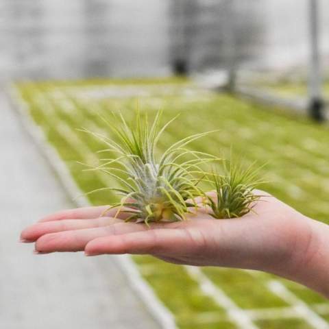 Air plants in a glass light bulb! This symbolizes a new idea or a fresh perspective. Air plants are trendy and fun, with a contemporary character that fits perfectly in any modern space. What makes them so special is their unique ability to survive in various environments with minimal care. These small plants absorb nutrients from the air, requiring little maintenance and making them ideal for those with less green thumbs. They symbolize adaptability and carefreeness, while adding a touch of green to any room. It can also be fun to reference air-related activities.<br /><br />By personalizing on a cork, on a wooden stand, or through a hanging label, the whole can be made unique. By placing your company logo or an inspiring message on the air plants, you increase your company's brand awareness and create positive associations with the recipients. Personalized air plants are versatile and suitable for different target groups and occasions. These air plants are very low maintenance and can last for months to years, while drawing admiring looks.<br /><br />If you have any questions about this product, desired personalization, or packaging options, please feel free to contact us.