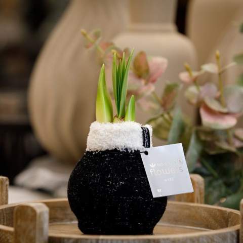 These living No Water Flowers® are known for their unique handmade wax Amaryllis bulbs. These specially selected and tested Amaryllis bulbs have enough energy to grow and bloom without water. Authentic No Water Flowers® produce relatively short flower stems, do not topple over, and are guaranteed to bloom. Each Amaryllis bulb is first carefully cleaned and then perfectly waxed. These No Water Flowers® from the Fashionz line are dressed with a mix of socks featuring animal prints, which are very distinctive.<br /><br />The No Water Flowers® can be packaged in a matching FSC-certified gift box, making them extra fun to give away. This gift box can also be personalized with a backing card entirely in your style. This way, you can convey your Christmas greeting, corporate identity, or message extra well. This is a separate card that fits perfectly into the gift box, but can also be removed after use.<br /><br />All No Water Flowers® come with a metal support, allowing the wax Amaryllis to be placed securely and remain stable. The Original No Water Flowers® are easily recognizable by the square label attached to the bulb. These Amaryllis bulbs require no care. Place the wax Amaryllis in a bright spot, but not in direct sunlight, and enjoy the beautiful flowers that develop within 3 to 5 weeks. Flower bulbs are natural products, each bulb is unique and has a different shape.<br /><br />No Water Flowers® are available only from September to February. <br />If you have any questions about this product, desired personalization, or packaging options, please feel free to contact us.