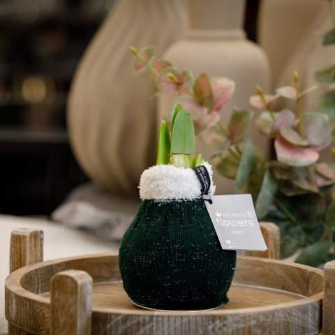 These living No Water Flowers® are known for their unique handmade wax Amaryllis bulbs. These specially selected and tested Amaryllis bulbs have enough energy to grow and bloom without water. Authentic No Water Flowers® produce relatively short flower stems, do not topple over, and are guaranteed to bloom. Each Amaryllis bulb is first carefully cleaned and then perfectly waxed. These No Water Flowers® from the Fashionz line are dressed with a mix of socks featuring animal prints, which are very distinctive.<br /><br />The No Water Flowers® can be packaged in a matching FSC-certified gift box, making them extra fun to give away. This gift box can also be personalized with a backing card entirely in your style. This way, you can convey your Christmas greeting, corporate identity, or message extra well. This is a separate card that fits perfectly into the gift box, but can also be removed after use.<br /><br />All No Water Flowers® come with a metal support, allowing the wax Amaryllis to be placed securely and remain stable. The Original No Water Flowers® are easily recognizable by the square label attached to the bulb. These Amaryllis bulbs require no care. Place the wax Amaryllis in a bright spot, but not in direct sunlight, and enjoy the beautiful flowers that develop within 3 to 5 weeks. Flower bulbs are natural products, each bulb is unique and has a different shape.<br /><br />No Water Flowers® are available only from September to February. <br />If you have any questions about this product, desired personalization, or packaging options, please feel free to contact us.