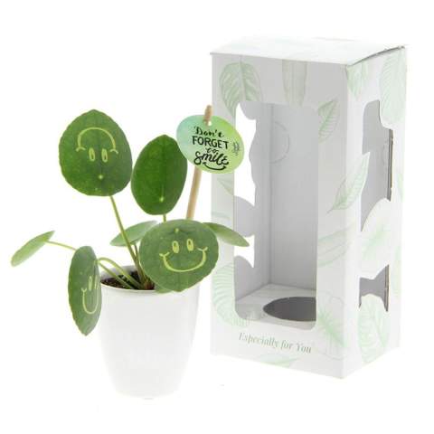 Met deze levende plant tover je een glimlach op het gezicht van je relaties, straal je positiviteit uit en breng je leven op kantoor. De trendy Pannenkoekplant is omgetoverd tot de Smylieplant®, die iedereen blij maakt. De Pilea peperomioides, beter bekend als de Pannenkoekplant, is weer helemaal terug van weggeweest. Deze bekende plant heeft 3 smileys, wat zorgt voor een unieke uitstraling. Het wordt ook wel de ideale bureauplant genoemd, omdat zowel planten zelf als lachen goed zijn voor de gezondheid. Wanneer deze plant voldoende water en licht krijgt, kan hij heel lang meegaan. De smileys en logo's blijven op de plant staan, tenzij het blad waarop ze staan afvalt. Dit is een normaal verschijnsel bij planten, maar dit kan wel enige tijd duren.<br /><br />Het is uiteraard mogelijk om de Smylieplant® te personaliseren met jouw logo of ontwerp. Dankzij onze speciale technieken heeft het aanbrengen van de smileys of logo's geen invloed op de levensduur. Hiermee kun je jouw logo, slogan of boodschap laten schitteren op één of alle bladeren van de Smylieplant®, wat een unieke indruk achterlaat. Bovendien bieden we ook de mogelijkheid om de plantenpot te bedrukken of een gepersonaliseerd kaartje bij te voegen. Wil je echt eens een glimlach op iemands gezicht toveren en positiviteit uitstralen, dan is de Smylieplant® het perfecte item.<br /><br />De Smylieplant® is deels seizoensgebonden en groeit aanzienlijk beter in de zomer dan in de winter door de grotere hoeveelheid licht en zon. Neem contact met ons op voor de actuele beschikbaarheid en kwaliteit tijdens de winterperiode. Dit product wordt altijd in een beschermende transparante plantensleeve ingepakt, ook wanneer dit in een giftbox verpakt wordt. Dit doen wij om de plant te beschermen tegen eventuele beschadigingen. Heeft u vragen over dit product, de gewenste personalisatie of eventuele verpakkingen? Neem dan gerust contact met ons op.