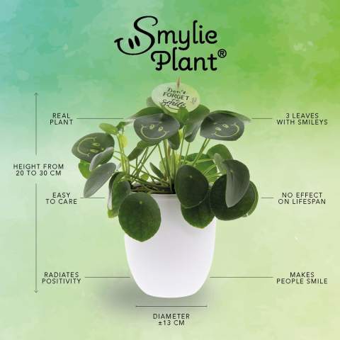 With this living plant, you can bring a smile to your clients' faces, exude positivity, and bring life to the office. The trendy Pancake Plant has been transformed into the Smylieplant®, which makes everyone happy. The Pilea peperomioides, better known as the Pancake Plant, is back in style. This well-known plant features 3 smileys, giving it a unique appearance. It is also known as the ideal desk plant, as both plants and smiling are good for health. When this plant receives enough water and light, it can last a very long time. The smileys and logos will remain on the plant unless the leaf they are on falls off. This is a normal occurrence in plants, but it can take a while.<br /><br />It is, of course, possible to personalize the Smylieplant® with your logo or design. Thanks to our special techniques, applying the smileys or logos does not affect the plant's lifespan. This allows you to showcase your logo, slogan, or message on one or all of the Smylieplant® leaves, leaving a unique impression. Additionally, we also offer the option to personalize the plant label, print on the plant pot, or include a customized card. If you really want to bring a smile to someone's face and radiate positivity, the Smylieplant® is the perfect item.<br /><br />This product is always packed in a protective transparent plant sleeve, even when packed in a gift box. We do this to protect the plant against possible damage. If you have any questions about this product, desired personalization, or packaging options, please feel free to contact us.