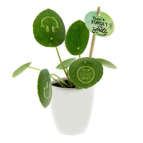 Met deze levende plant tover je een glimlach op het gezicht van je relaties, straal je positiviteit uit en breng je leven op kantoor. De trendy Pannenkoekplant is omgetoverd tot de Smylieplant®, die iedereen blij maakt. De Pilea peperomioides, beter bekend als de Pannenkoekplant, is weer helemaal terug van weggeweest. Deze bekende plant heeft 3 smileys, wat zorgt voor een unieke uitstraling. Het wordt ook wel de ideale bureauplant genoemd, omdat zowel planten zelf als lachen goed zijn voor de gezondheid. Wanneer deze plant voldoende water en licht krijgt, kan hij heel lang meegaan. De smileys en logo's blijven op de plant staan, tenzij het blad waarop ze staan afvalt. Dit is een normaal verschijnsel bij planten, maar dit kan wel enige tijd duren.<br /><br />Het is uiteraard mogelijk om de Smylieplant® te personaliseren met jouw logo of ontwerp. Dankzij onze speciale technieken heeft het aanbrengen van de smileys of logo's geen invloed op de levensduur. Hiermee kun je jouw logo, slogan of boodschap laten schitteren op één of alle bladeren van de Smylieplant®, wat een unieke indruk achterlaat. Bovendien bieden we ook de mogelijkheid om de plantenpot te bedrukken of een gepersonaliseerd kaartje bij te voegen. Wil je echt eens een glimlach op iemands gezicht toveren en positiviteit uitstralen, dan is de Smylieplant® het perfecte item.<br /><br />De Smylieplant® is deels seizoensgebonden en groeit aanzienlijk beter in de zomer dan in de winter door de grotere hoeveelheid licht en zon. Neem contact met ons op voor de actuele beschikbaarheid en kwaliteit tijdens de winterperiode. Dit product wordt altijd in een beschermende transparante plantensleeve ingepakt, ook wanneer dit in een giftbox verpakt wordt. Dit doen wij om de plant te beschermen tegen eventuele beschadigingen. Heeft u vragen over dit product, de gewenste personalisatie of eventuele verpakkingen? Neem dan gerust contact met ons op.