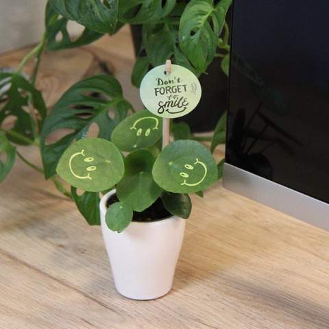 Met deze levende plant tover je een glimlach op het gezicht van je relaties, straal je positiviteit uit en breng je leven op kantoor. De trendy Pannenkoekplant is omgetoverd tot de Smylieplant®, die iedereen blij maakt. De Pilea peperomioides, beter bekend als de Pannenkoekplant, is weer helemaal terug van weggeweest. Deze bekende plant heeft 3 smileys, wat zorgt voor een unieke uitstraling. Het wordt ook wel de ideale bureauplant genoemd, omdat zowel planten zelf als lachen goed zijn voor de gezondheid. Wanneer deze plant voldoende water en licht krijgt, kan hij heel lang meegaan. De smileys en logo's blijven op de plant staan, tenzij het blad waarop ze staan afvalt. Dit is een normaal verschijnsel bij planten, maar dit kan wel enige tijd duren.<br /><br />Het is uiteraard mogelijk om de Smylieplant® te personaliseren met jouw logo of ontwerp. Dankzij onze speciale technieken heeft het aanbrengen van de smileys of logo's geen invloed op de levensduur. Hiermee kun je jouw logo, slogan of boodschap laten schitteren op één of alle bladeren van de Smylieplant®, wat een unieke indruk achterlaat. Bovendien bieden we ook de mogelijkheid om de plantenpot te bedrukken of een gepersonaliseerd kaartje bij te voegen. Wil je echt eens een glimlach op iemands gezicht toveren en positiviteit uitstralen, dan is de Smylieplant® het perfecte item.<br /><br />De Smylieplant® is deels seizoensgebonden en groeit aanzienlijk beter in de zomer dan in de winter door de grotere hoeveelheid licht en zon. Neem contact met ons op voor de actuele beschikbaarheid en kwaliteit tijdens de winterperiode. Dit product wordt altijd in een beschermende transparante plantensleeve ingepakt, ook wanneer dit in een giftbox verpakt wordt. Dit doen wij om de plant te beschermen tegen eventuele beschadigingen. Heeft u vragen over dit product, de gewenste personalisatie of eventuele verpakkingen? Neem dan gerust contact met ons op.
