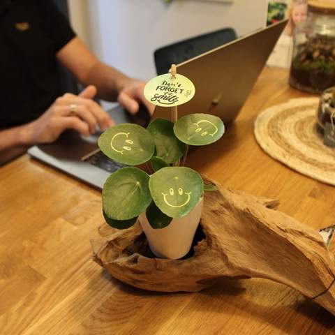 Met deze levende plant tover je een glimlach op het gezicht van je relaties, straal je positiviteit uit en breng je leven op kantoor. De trendy Pannenkoekplant is omgetoverd tot de Smylieplant®, die iedereen blij maakt. De Pilea peperomioides, beter bekend als de Pannenkoekplant, is weer helemaal terug van weggeweest. Deze bekende plant heeft 3 smileys, wat zorgt voor een unieke uitstraling. Het wordt ook wel de ideale bureauplant genoemd, omdat zowel planten zelf als lachen goed zijn voor de gezondheid. Wanneer deze plant voldoende water en licht krijgt, kan hij heel lang meegaan. De smileys en logo's blijven op de plant staan, tenzij het blad waarop ze staan afvalt. Dit is een normaal verschijnsel bij planten, maar dit kan wel enige tijd duren.<br /><br />Het is uiteraard mogelijk om de Smylieplant® te personaliseren met jouw logo of ontwerp. Dankzij onze speciale technieken heeft het aanbrengen van de smileys of logo's geen invloed op de levensduur. Hiermee kun je jouw logo, slogan of boodschap laten schitteren op één of alle bladeren van de Smylieplant®, wat een unieke indruk achterlaat. Bovendien bieden we ook de mogelijkheid om de plantenpot te bedrukken of een gepersonaliseerd kaartje bij te voegen. Wil je echt eens een glimlach op iemands gezicht toveren en positiviteit uitstralen, dan is de Smylieplant® het perfecte item.<br /><br />De Smylieplant® is deels seizoensgebonden en groeit aanzienlijk beter in de zomer dan in de winter door de grotere hoeveelheid licht en zon. Neem contact met ons op voor de actuele beschikbaarheid en kwaliteit tijdens de winterperiode. Dit product wordt altijd in een beschermende transparante plantensleeve ingepakt, ook wanneer dit in een giftbox verpakt wordt. Dit doen wij om de plant te beschermen tegen eventuele beschadigingen. Heeft u vragen over dit product, de gewenste personalisatie of eventuele verpakkingen? Neem dan gerust contact met ons op.