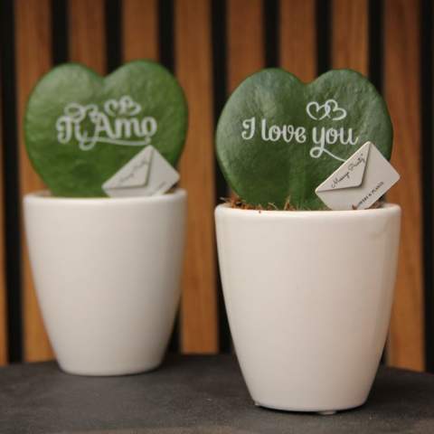 Looking for something different than a typical gift? Take a look at this Message Printz® Heart Plant. This living plant is a popular indoor plant due to its unique leaf shape and symbolism. The plant's leaf naturally forms a heart shape. This real plant can be customized with your logo, slogan, or message, making it a special gift. By utilizing special techniques, we can ensure that personalizing the plants doesn't affect their lifespan. <br /><br />By personalizing the heart plant, you stay visible to your relationships for months to years, in an eco-friendly and positive manner. The plant is placed in a ceramic pot and packaged in a luxurious gift box (FSC-certified), adding extra charm to gifting. The heart plant requires minimal care. Surprise your relationships with a personalized heart plant and remain in their thoughts for an extended period.<br /><br />If you have any questions about this product, desired personalization, or packaging options, please feel free to contact us.<br />Flowers and plants are living items and should be transported with care to ensure quality. This includes properly supporting plants, handling their fragility, and considering the impact of temperature on the plants. Therefore, it is almost always necessary to ship our products by pallet when it comes to bulk quantities, even for small quantities. Feel free to ask us about the shipping costs.