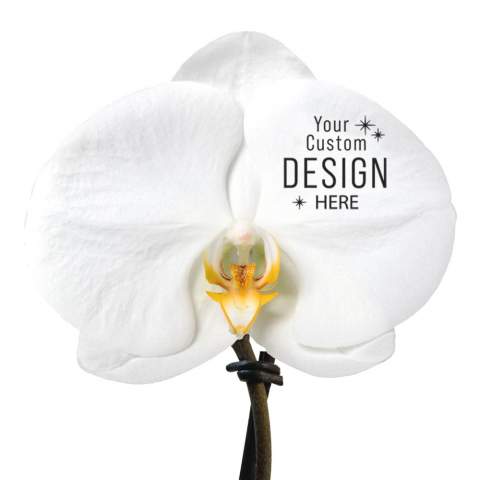 Laat je betoveren door deze prachtige éénbloemige Orchidee, een levend meesterwerk dat direct in het oog springt. Met toewijding en vakmanschap geteeld, heeft deze schitterende orchidee zijn oorsprong gevonden. Deze buitengewone bloem kan gepersonaliseerd worden met jouw eigen logo, slogan of boodschap in één kleur, subtiel en toch opvallend op de bloem gedrukt. Door gebruik te maken van speciale technieken kunnen we verzekeren dat het personaliseren van de bloem geen impact heeft op hun levensduur. <br /><br />Deze luxueuze orchidee gaat verder dan alleen een geschenk; het is een statement van verfijning en aandacht voor detail. De mogelijkheid om jouw eigen stempel op deze bloem te drukken maakt het tot een werkelijk onvergetelijk gebaar. Een bewijs van jouw waardering, gepresenteerd op een manier die de ontvanger keer op keer zal herinneren aan de bijzondere band die jullie delen. <br /><br />Of het nu een relatiegeschenk betreft, een mijlpaal viert, een bedankje overbrengt of een ander moment markeert, deze orchidee straalt tijdloze klasse uit. Met haar ene prachtige bloem en jouw unieke design, kleurt zij elke gelegenheid in met een persoonlijke en elegante touch. Het geven van de Message Printz® Orchidee in de luxueuze geschenkverpakking zorgt voor de finishing touch.<br /><br />Heeft u vragen over dit product, de gewenste personalisatie of eventuele verpakkingen? Neem dan gerust contact met ons op.<br /><br />Bloemen en planten zijn levende artikelen en dienen met zorg vervoerd te worden om de kwaliteit te waarborgen. Denk hierbij aan het recht ophouden van planten, breekbaarheid en de invloed van tempratuur op de planten. Hierdoor is het in bijna alle gevallen noodzakelijk om onze producten wanneer het in bulk gaat per pallet te verzenden, ook wanneer het lage aantallen betreft. Vraag ons gerust naar de transportkosten.
