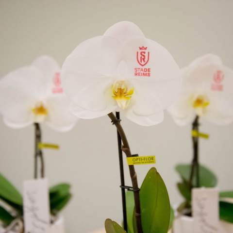 Laat je betoveren door deze prachtige éénbloemige Orchidee, een levend meesterwerk dat direct in het oog springt. Met toewijding en vakmanschap geteeld, heeft deze schitterende orchidee zijn oorsprong gevonden. Deze buitengewone bloem kan gepersonaliseerd worden met jouw eigen logo, slogan of boodschap in één kleur, subtiel en toch opvallend op de bloem gedrukt. Door gebruik te maken van speciale technieken kunnen we verzekeren dat het personaliseren van de bloem geen impact heeft op hun levensduur. <br /><br />Deze luxueuze orchidee gaat verder dan alleen een geschenk; het is een statement van verfijning en aandacht voor detail. De mogelijkheid om jouw eigen stempel op deze bloem te drukken maakt het tot een werkelijk onvergetelijk gebaar. Een bewijs van jouw waardering, gepresenteerd op een manier die de ontvanger keer op keer zal herinneren aan de bijzondere band die jullie delen. <br /><br />Of het nu een relatiegeschenk betreft, een mijlpaal viert, een bedankje overbrengt of een ander moment markeert, deze orchidee straalt tijdloze klasse uit. Met haar ene prachtige bloem en jouw unieke design, kleurt zij elke gelegenheid in met een persoonlijke en elegante touch. Het geven van de Message Printz® Orchidee in de luxueuze geschenkverpakking zorgt voor de finishing touch.<br /><br />Heeft u vragen over dit product, de gewenste personalisatie of eventuele verpakkingen? Neem dan gerust contact met ons op.<br /><br />Bloemen en planten zijn levende artikelen en dienen met zorg vervoerd te worden om de kwaliteit te waarborgen. Denk hierbij aan het recht ophouden van planten, breekbaarheid en de invloed van tempratuur op de planten. Hierdoor is het in bijna alle gevallen noodzakelijk om onze producten wanneer het in bulk gaat per pallet te verzenden, ook wanneer het lage aantallen betreft. Vraag ons gerust naar de transportkosten.