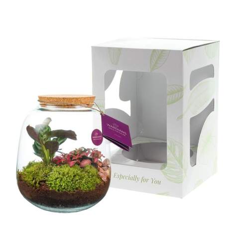 Wählen Sie ein einzigartiges und personalisiertes Pflanzenterrarium mit Ihrem Logo als hochwertiges Werbegeschenk, an dem der Empfänger lange Freude haben wird. Dieses besonders geformte Terrarium mit luxuriösem, rundem Design ist ein echter Blickfang auf jedem Tisch. Unsere Wardians®-Ecosysteme enthalten wunderschöne lebende Pflanzen in einem Glasterrarium, das mit einem Korken verschlossen ist. Ein solches Terrarium bildet ein selbstregulierendes Mini-Biotop, in dem lebende Organismen zusammenarbeiten, um alle Ressourcen zu recyceln. Die Pflanzen gedeihen dadurch ganz ohne externe Pflege. So hat der Empfänger dieses grünen Geschenks lange Freude – bei minimalem Aufwand.<br /><br />Diese Ecosysteme sind inspiriert von der ursprünglichen Wardian Case, einer innovativen Erfindung von Nathaniel Bagshaw Ward aus dem 19. Jahrhundert. Wards Idee, ein großes Ecosystem auf einem Schiff zu schaffen, wurde entwickelt, um Pflanzen während langer Seereisen zu schützen. Dank des selbstregulierenden Systems überlebten die Pflanzen die Reise. Unsere Wardians®-Pflanzenterrarien führen diese Tradition fort und verbinden historische Eleganz mit moderner Funktionalität. Genießen Sie zeitlose Schönheit und praktischen Nutzen – inspiriert von Wards bemerkenswerter Erfindung.<br /><br />Ecosysteme symbolisieren Wachstum, Ausgewogenheit und Zusammenarbeit. Ein Wardians®-Terrarium bringt nicht nur Atmosphäre ins Zuhause oder Büro, sondern erhält durch Personalisierung auch eine funktionale Dimension. Durch das Bedrucken des Korkens oder des Hängeetiketts mit Ihrem Logo, Slogan oder einer Botschaft bleibt Ihre Marke auf originelle und nachhaltige Weise im Gedächtnis.<br /><br />Die hochwertige und schützende Geschenkverpackung rundet das Geschenk perfekt ab und sorgt für ein unvergessliches Unboxing-Erlebnis – für den Schenkenden ebenso wie für den Beschenkten.<br /><br />Haben Sie Fragen zu diesem Produkt, zur gewünschten Personalisierung oder zu den Verpackungsmöglichkeiten? Kontaktieren Sie uns gerne.
