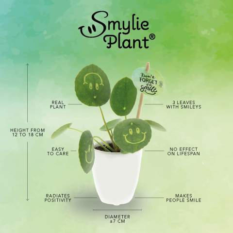 Avec cette plante vivante, vous pouvez apporter un sourire sur le visage de vos clients, rayonner de positivité et apporter de la vie au bureau. La plante tendance Pancake Plant a été transformée en Smylieplant®, qui rend tout le monde heureux. Le Pilea peperomioides, mieux connu sous le nom de Pancake Plant, est de retour à la mode. Cette plante bien connue présente 3 smileys, ce qui lui donne une apparence unique. Elle est également connue comme la plante de bureau idéale, car les plantes et les sourires sont bons pour la santé. Lorsque cette plante reçoit suffisamment d'eau et de lumière, elle peut durer très longtemps. Les smileys et logos resteront sur la plante à moins que la feuille sur laquelle ils se trouvent ne tombe. C'est un phénomène normal chez les plantes, mais cela peut prendre du temps.<br /><br />Il est bien sûr possible de personnaliser la Smylieplant® avec votre logo ou votre design. Grâce à nos techniques spéciales, l'application des smileys ou des logos n'affecte pas la durée de vie de la plante. Cela vous permet de mettre en valeur votre logo, slogan ou message sur une ou toutes les feuilles de la Smylieplant®, laissant ainsi une impression unique. Nous offrons également la possibilité de personnaliser l’étiquette de la plante, d’imprimer sur le pot ou d’ajouter une carte personnalisée. Si vous voulez vraiment apporter un sourire sur le visage de quelqu'un et diffuser de la positivité, la Smylieplant® est l'article parfait.<br /><br />Ce produit est toujours emballé dans une pochette protectrice transparente pour plantes, même lorsqu'il est emballé dans une boîte cadeau. Nous faisons cela pour protéger la plante contre d’éventuels dommages. Si vous avez des questions concernant ce produit, la personnalisation souhaitée ou les options d'emballage, n'hésitez pas à nous contacter.