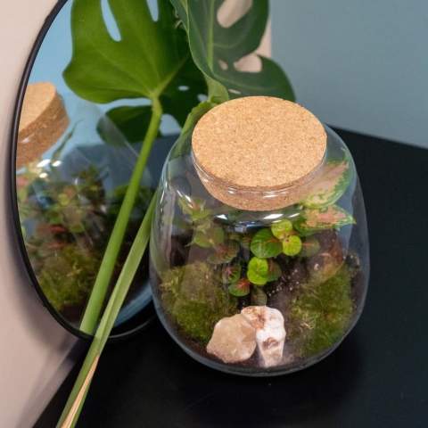 Wählen Sie ein einzigartiges und personalisiertes Pflanzenterrarium mit Ihrem Logo als hochwertiges Werbegeschenk, an dem der Empfänger lange Freude haben wird. Dieses besonders geformte Terrarium mit luxuriösem, rundem Design ist ein echter Blickfang auf jedem Tisch. Unsere Wardians®-Ecosysteme enthalten wunderschöne lebende Pflanzen in einem Glasterrarium, das mit einem Korken verschlossen ist. Ein solches Terrarium bildet ein selbstregulierendes Mini-Biotop, in dem lebende Organismen zusammenarbeiten, um alle Ressourcen zu recyceln. Die Pflanzen gedeihen dadurch ganz ohne externe Pflege. So hat der Empfänger dieses grünen Geschenks lange Freude – bei minimalem Aufwand.<br /><br />Diese Ecosysteme sind inspiriert von der ursprünglichen Wardian Case, einer innovativen Erfindung von Nathaniel Bagshaw Ward aus dem 19. Jahrhundert. Wards Idee, ein großes Ecosystem auf einem Schiff zu schaffen, wurde entwickelt, um Pflanzen während langer Seereisen zu schützen. Dank des selbstregulierenden Systems überlebten die Pflanzen die Reise. Unsere Wardians®-Pflanzenterrarien führen diese Tradition fort und verbinden historische Eleganz mit moderner Funktionalität. Genießen Sie zeitlose Schönheit und praktischen Nutzen – inspiriert von Wards bemerkenswerter Erfindung.<br /><br />Ecosysteme symbolisieren Wachstum, Ausgewogenheit und Zusammenarbeit. Ein Wardians®-Terrarium bringt nicht nur Atmosphäre ins Zuhause oder Büro, sondern erhält durch Personalisierung auch eine funktionale Dimension. Durch das Bedrucken des Korkens oder des Hängeetiketts mit Ihrem Logo, Slogan oder einer Botschaft bleibt Ihre Marke auf originelle und nachhaltige Weise im Gedächtnis.<br /><br />Die hochwertige und schützende Geschenkverpackung rundet das Geschenk perfekt ab und sorgt für ein unvergessliches Unboxing-Erlebnis – für den Schenkenden ebenso wie für den Beschenkten.<br /><br />Haben Sie Fragen zu diesem Produkt, zur gewünschten Personalisierung oder zu den Verpackungsmöglichkeiten? Kontaktieren Sie uns gerne.
