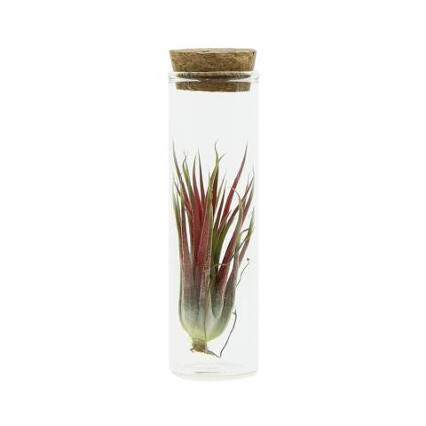 A trendy glass with an air plant inside! Air plants are trendy and fun, with a contemporary character that fits perfectly in any modern space. What makes them so special is their unique ability to survive in various environments with minimal care. These small plants absorb nutrients from the air, requiring little maintenance and making them ideal for those with less green thumbs. They symbolize adaptability and carefreeness, while adding a touch of green to any room. It can also be fun to reference air-related activities.<br /><br />By personalizing on a cork, on a wooden stand, or through a hanging label, the whole can be made unique. By placing your company logo or an inspiring message on the air plants, you increase your company's brand awareness and create positive associations with the recipients. Personalized air plants are versatile and suitable for different target groups and occasions. These air plants are very low maintenance and can last for months to years, while drawing admiring looks.<br /><br />If you have any questions about this product, desired personalization, or packaging options, please feel free to contact us.