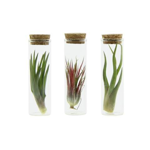 A trendy glass with an air plant inside! Air plants are trendy and fun, with a contemporary character that fits perfectly in any modern space. What makes them so special is their unique ability to survive in various environments with minimal care. These small plants absorb nutrients from the air, requiring little maintenance and making them ideal for those with less green thumbs. They symbolize adaptability and carefreeness, while adding a touch of green to any room. It can also be fun to reference air-related activities.<br /><br />By personalizing on a cork, on a wooden stand, or through a hanging label, the whole can be made unique. By placing your company logo or an inspiring message on the air plants, you increase your company's brand awareness and create positive associations with the recipients. Personalized air plants are versatile and suitable for different target groups and occasions. These air plants are very low maintenance and can last for months to years, while drawing admiring looks.<br /><br />If you have any questions about this product, desired personalization, or packaging options, please feel free to contact us.