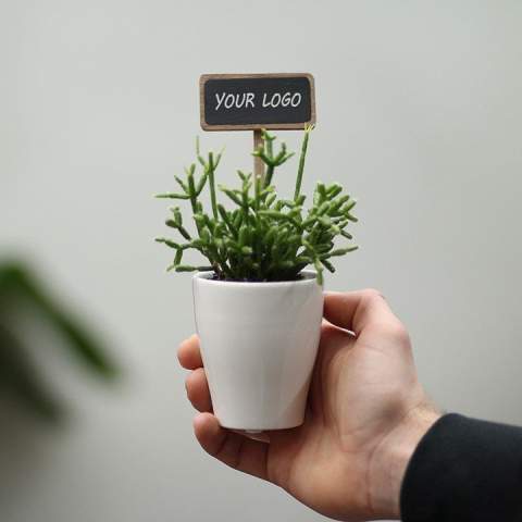 Wie cool sind diese Schreibtischpflanzen, kombiniert mit einem eingesteckten ChalkNotes®-Pflanzenstecker, der vollständig personalisierbar ist? ChalkNotes® sind unverwechselbare Pflanzenstecker – jedoch mit deinem Logo, deiner Botschaft oder deinem Namen versehen. Die Personalisierung ist langlebig: Was einmal draufsteht, bleibt bestehen. Sie setzen ein auffälliges Highlight bei unseren kompakten, nachhaltigen Pflanzen und machen jedes grüne Geschenk ein Stück persönlicher.<br /><br />Das kleine Tafelschild macht aus jeder Pflanze nicht nur ein stilvolles Geschenk, sondern auch eine bleibende Erinnerung und ein starkes Kommunikationsmittel. Diese Mini-Pflanzen bringen Atmosphäre, Frische und Leben in jeden Raum. Dank ihres handlichen Formats passen sie perfekt auf Schreibtische, Theken oder Fensterbänke. Sie sind pflegeleicht und bereiten monatelang Freude. Denke an Luftreinigung, Stressabbau und bessere Konzentration – klein im Format, groß in der Wirkung.<br /><br />Einzeln geliefert oder stilvoll verpackt in einer passenden Geschenkbox: Mit ChalkNotes® entsteht ein grünes Geschenk, das im Gedächtnis bleibt – und gesehen wird.<br /><br />Haben Sie Fragen zu diesem Produkt, zur gewünschten Personalisierung oder zu möglichen Verpackungen? Zögern Sie nicht, uns zu kontaktieren.