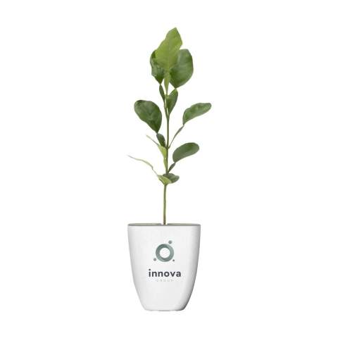 Brievenbusboompje van het merk Treemore: Kaffir Limoen oftewel citrusboom (Citrus Hystrix). Een product waarin de boom in het middelpunt staat en waarmee iedereen thuis een eigen boompje kan verzorgen en zien groeien. De boompjes komen van Nederlandse kwekerijen en worden geleverd in een bloempotje en verpakking die speciaal voor brievenbuspost ontwikkeld zijn. Het boompje staat in de aarde in een biobased bloempotje met vezels van olifantsgras. De verpakking en het meegeleverde informatieboekje zijn FSC® gecertificeerd en 100% recyclebaar. De Kaffir Limoen (Citrus Hystrix) is een seizoensboompje en is alleen tussen medio maart en september te bestellen. Een originele manier om iemand te verrassen en gelijktijdig samen de wereld een beetje groener te maken.