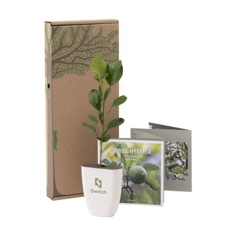Brievenbusboompje van het merk Treemore: Kaffir Limoen oftewel citrusboom (Citrus Hystrix). Een product waarin de boom in het middelpunt staat en waarmee iedereen thuis een eigen boompje kan verzorgen en zien groeien. De boompjes komen van Nederlandse kwekerijen en worden geleverd in een bloempotje en verpakking die speciaal voor brievenbuspost ontwikkeld zijn. Het boompje staat in de aarde in een biobased bloempotje met vezels van olifantsgras. De verpakking en het meegeleverde informatieboekje zijn FSC® gecertificeerd en 100% recyclebaar. De Kaffir Limoen (Citrus Hystrix) is een seizoensboompje en is alleen tussen medio maart en september te bestellen. Een originele manier om iemand te verrassen en gelijktijdig samen de wereld een beetje groener te maken.