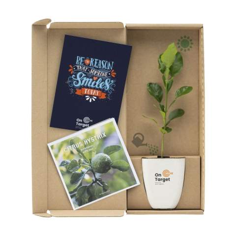 Brievenbusboompje van het merk Treemore: Kaffir Limoen oftewel citrusboom (Citrus Hystrix). Een product waarin de boom in het middelpunt staat en waarmee iedereen thuis een eigen boompje kan verzorgen en zien groeien. De boompjes komen van Nederlandse kwekerijen en worden geleverd in een bloempotje en verpakking die speciaal voor brievenbuspost ontwikkeld zijn. Het boompje staat in de aarde in een biobased bloempotje met vezels van olifantsgras. De verpakking en het meegeleverde informatieboekje zijn FSC® gecertificeerd en 100% recyclebaar. De Kaffir Limoen (Citrus Hystrix) is een seizoensboompje en is alleen tussen medio maart en september te bestellen. Een originele manier om iemand te verrassen en gelijktijdig samen de wereld een beetje groener te maken.
