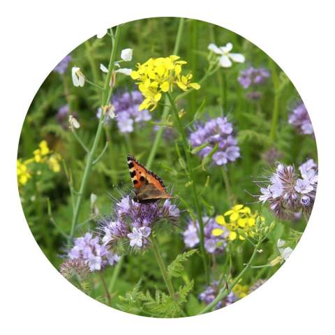 Kraft paper bag with 4 grams of bee &amp; butterfly flower seeds suitable for 2m² flowers. A real sustainable gift.