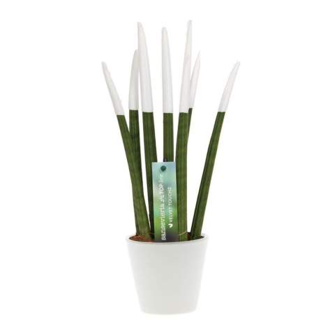 Ontdek deze Sansevieria TOP-line planten: een opvallende twist aan de klassieke sansevieria. Oorspronkelijk bekend om zijn robuustheid, hebben we deze plant een modern tintje gegeven door een scala aan levendige kleuren toe te voegen. Het begon allemaal toen we merkten dat de traditionele groene sansevieria uit de gratie raakte. Met het doel om deze prachtige plant voor iedereen toegankelijk te maken, werd de TOP-line serie geboren. Nu kunnen liefhebbers van elke kleur een sansevieria in huis halen die perfect past bij hun persoonlijkheid of zelfs bij de bedrijfskleuren.<br /><br />Onze TOP-line sansevieria's zijn bedekt met een zacht fluwelen materiaal, bekend als de Velvet Touchz variant, waardoor ze niet alleen visueel aantrekkelijk zijn, maar ook heerlijk aanvoelen. Met onze TOP-line serie kun je je eigen huisstijl van het bedrijf volledig tot uiting brengen. Of het nu de kleur van je logo gaat, of iets wat leuk is voor op de bureaus om door het hele kantoor terug te laten komen, de mogelijkheden zijn eindeloos. Dit plantje staat in een keramiek potje en kan verpakt worden in een FSC gecertificeerde giftbox wat het weggeven extra leuk maakt. Deze plant kan wel jaren meegaan en vergt weinig onderhoud.<br /><br />Heeft u vragen over dit product, de gewenste personalisatie of eventuele verpakkingen? Neem dan gerust contact met ons op.