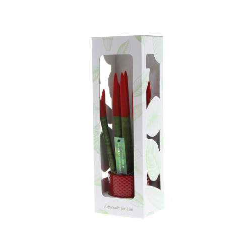 Ontdek deze Sansevieria TOP-line planten: een opvallende twist aan de klassieke sansevieria. Oorspronkelijk bekend om zijn robuustheid, hebben we deze plant een modern tintje gegeven door een scala aan levendige kleuren toe te voegen. Het begon allemaal toen we merkten dat de traditionele groene sansevieria uit de gratie raakte. Met het doel om deze prachtige plant voor iedereen toegankelijk te maken, werd de TOP-line serie geboren. Nu kunnen liefhebbers van elke kleur een sansevieria in huis halen die perfect past bij hun persoonlijkheid of zelfs bij de bedrijfskleuren.<br /><br />Onze TOP-line sansevieria's zijn bedekt met een zacht fluwelen materiaal, bekend als de Velvet Touchz variant, waardoor ze niet alleen visueel aantrekkelijk zijn, maar ook heerlijk aanvoelen. Met onze TOP-line serie kun je je eigen huisstijl van het bedrijf volledig tot uiting brengen. Of het nu de kleur van je logo gaat, of iets wat leuk is voor op de bureaus om door het hele kantoor terug te laten komen, de mogelijkheden zijn eindeloos. Dit plantje staat in een keramiek potje en kan verpakt worden in een FSC gecertificeerde giftbox wat het weggeven extra leuk maakt. Deze plant kan wel jaren meegaan en vergt weinig onderhoud.<br /><br />Heeft u vragen over dit product, de gewenste personalisatie of eventuele verpakkingen? Neem dan gerust contact met ons op.