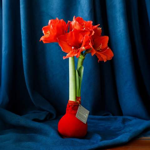 No Water Flowers® zijn een luxe, groeiend en bloeiend geschenk. Deze No Water Flowers Velvet Touchz®-variant heeft een fluwelen afwerking, waardoor de bol zacht aanvoelt en een luxueuze uitstraling krijgt. Deze speciaal geselecteerde en geteste amaryllisbollen hebben genoeg energie om zonder water te groeien en te bloeien. Authentieke No Water Flowers® geven vrij korte bloemstelen, vallen niet om en bloeien gegarandeerd. Iedere No Water Flowers® wordt zorgvuldig schoongemaakt en tot in perfectie gewaxt. Dit geeft de bloembol een eigentijdse en modieuze uitstraling. <br /><br />Je logo kan op een unieke en luxueuze manier in de Velvet Touchz-bol worden gedrukt, wat een verfijnd 3D-/reliëfeffect creëert. Bij metallic kleuren blijft de metallic glans zichtbaar, wat zorgt voor een ander effect dan bij niet-metallic kleuren. Daar komt juist een lichtere tint naar voren, wat weer een ander visueel resultaat geeft. Het geven van deze gepersonaliseerde No Water Flowers® versterkt het gevoel van verbondenheid en waardering met jouw bedrijf. Daarnaast kun je de verpakking nog verder personaliseren door een gepersonaliseerde full-color achterkaart toe te voegen, waardoor je jouw boodschap nog duidelijker kunt overbrengen. De No Water Flowers® zijn het meest unieke groeiende en bloeiende geschenk, perfect om te geven en te ontvangen. <br /><br />Alle No Water Flowers® zijn voorzien van een metalen steun waardoor de amaryllis neergezet kan worden en deze altijd stabiel blijft staan. De Originele No Water Flowers® zijn makkelijk te herkennen aan het vierkante label die aan de bol bevestigd is. Deze amaryllisbollen hebben geen verzorging nodig. Zet de amaryllis op een lichte plek, maar niet in direct zonlicht en geniet van de prachtige bloemen die zich binnen 3 tot 5 weken ontwikkelen. Bloembollen zijn natuurproducten, elke bol is uniek op zichzelf en heeft een andere vorm. <br /><br />De No Water Flowers® zijn alleen beschikbaar van september tot en met februari. <br />Heeft u vragen over dit product, de gewenste personalisatie of eventuele verpakkingen? Neem dan gerust contact met ons op.