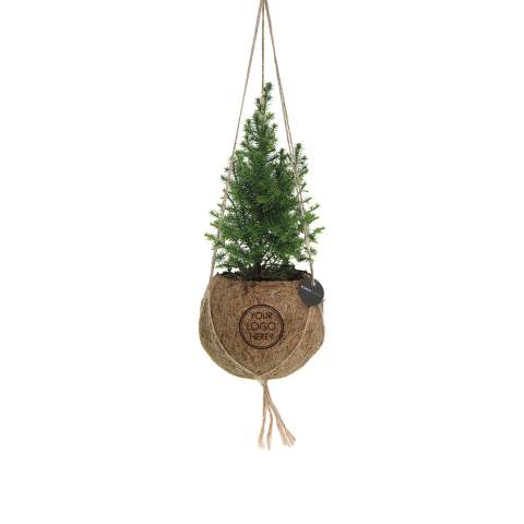 De Kokodama®, een botanische schoonheid die geen plastic bevat en voor 99% natuurlijk en 100% biologisch afbreekbaar is, biedt een unieke en duurzame optie voor relatiegeschenken. Haar bol van kokosvezels creëert een gezellig en duurzaam huis voor trendy en bijzondere planten. Hangend aan het plafond of zittend op een tafel bureau, de Kokodama® kan in elk interieur haar natuurlijke habitat vinden. Gemaakt met de hand in Sri Lanka, draagt de Kokodama® bij aan de lokale economie en stimuleert het vakmanschap. Deze Kokodama® kerstboom variant is het ideale kerstgeschenk voor medewerkers of relaties.<br /><br />Naast het unieke uiterlijk van de Kokodama®, biedt dit product een uitstekende mogelijkheid tot personalisatie met een logo of slogan. Hierdoor wordt het meer dan alleen een decoratief object; het fungeert als een subtiel middel om jouw bedrijf of merk te promoten, of om simpelweg een boodschap over te brengen. Op deze manier bouw je een positieve associatie op met jouw bedrijf of merk, terwijl de Kokodama® op de bureaus van relaties of medewerkers prijkt. De Kokodama® wordt nog leuker om te geven én te ontvangen dankzij de passende FSC geschenkverpakking. Door dit geschenk te geven, toon je niet enkel waardering, maar versterk je ook relaties en betrokkenheid, terwijl je tegelijkertijd een positieve impact hebt op het imago van jouw bedrijf. <br /><br />Heeft u vragen over dit product, de gewenste personalisatie of eventuele verpakkingen? Neem dan gerust contact met ons op.