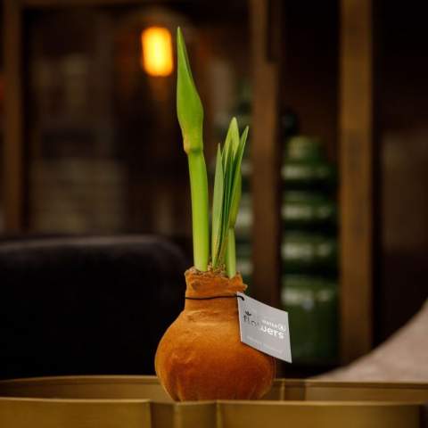 No Water Flowers® zijn een luxe, groeiend en bloeiend geschenk. Deze No Water Flowers Velvet Touchz®-variant heeft een fluwelen afwerking, waardoor de bol zacht aanvoelt en een luxueuze uitstraling krijgt. Deze speciaal geselecteerde en geteste amaryllisbollen hebben genoeg energie om zonder water te groeien en te bloeien. Authentieke No Water Flowers® geven vrij korte bloemstelen, vallen niet om en bloeien gegarandeerd. Iedere No Water Flowers® wordt zorgvuldig schoongemaakt en tot in perfectie gewaxt. Dit geeft de bloembol een eigentijdse en modieuze uitstraling. <br /><br />Je logo kan op een unieke en luxueuze manier in de Velvet Touchz-bol worden gedrukt, wat een verfijnd 3D-/reliëfeffect creëert. Bij metallic kleuren blijft de metallic glans zichtbaar, wat zorgt voor een ander effect dan bij niet-metallic kleuren. Daar komt juist een lichtere tint naar voren, wat weer een ander visueel resultaat geeft. Het geven van deze gepersonaliseerde No Water Flowers® versterkt het gevoel van verbondenheid en waardering met jouw bedrijf. Daarnaast kun je de verpakking nog verder personaliseren door een gepersonaliseerde full-color achterkaart toe te voegen, waardoor je jouw boodschap nog duidelijker kunt overbrengen. De No Water Flowers® zijn het meest unieke groeiende en bloeiende geschenk, perfect om te geven en te ontvangen. <br /><br />Alle No Water Flowers® zijn voorzien van een metalen steun waardoor de amaryllis neergezet kan worden en deze altijd stabiel blijft staan. De Originele No Water Flowers® zijn makkelijk te herkennen aan het vierkante label die aan de bol bevestigd is. Deze amaryllisbollen hebben geen verzorging nodig. Zet de amaryllis op een lichte plek, maar niet in direct zonlicht en geniet van de prachtige bloemen die zich binnen 3 tot 5 weken ontwikkelen. Bloembollen zijn natuurproducten, elke bol is uniek op zichzelf en heeft een andere vorm. <br /><br />De No Water Flowers® zijn alleen beschikbaar van september tot en met februari. <br />Heeft u vragen over dit product, de gewenste personalisatie of eventuele verpakkingen? Neem dan gerust contact met ons op.