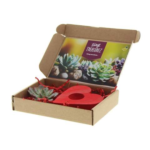 Tiny Treasurez® are living mini-succulents, like treasures from nature. These beautiful green decorations represent small discoveries from Mother Nature and come in various types. All our Tiny Treasurez® are unique in themselves and require little maintenance, which is naturally ideal. They can very slowly create roots, an illustration of their natural survival instinct. Tiny Treasurez® have enough moisture reserves in their leaves to survive dry conditions for months. They also symbolize growth, life, and sustainability. If you want to let these succulents grow further at a later stage, place them carefully with the bottom side in a pot filled with slightly dry potting soil.<br /><br />The Tiny Treasurez® Lovely Heart is a perfect symbolic gift that can be sent through the mail or handed out in person. The red heart is an FSC-certified wooden stand that serves as a holder for the mini succulent. The entire package is beautifully presented in a mailbox-sized box, making it easy to send and distribute. This combination of the heart shape and Tiny Treasurez® is a perfect item for the desk. The card includes the story behind Tiny Treasurez®, so the recipient knows what unique gift they are receiving. The living plant stays in sight for a long time with the recipient because it doesn't just end up in a cupboard or trash bin. Personalize them with a message on the product or with a card for a lasting impression. Bring some extra green decoration into your home with our Tiny Treasurez®.<br /><br />If you have any questions about this product, desired personalization, or packaging options, please feel free to contact us.<br /><br />Flowers and plants are living items and should be transported with care to ensure quality. Feel free to ask us about the shipping costs.
