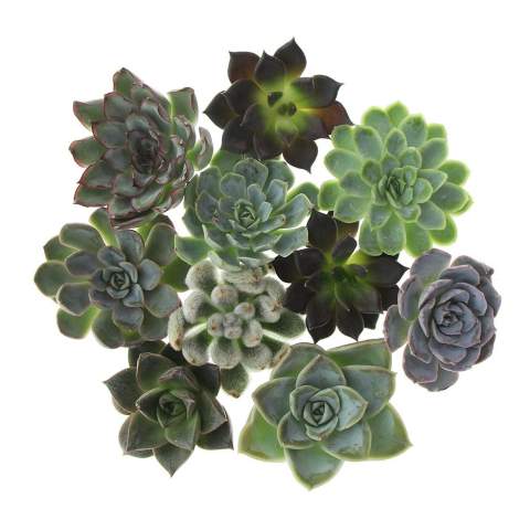 Tiny Treasurez® are living mini-succulents, like treasures from nature. These beautiful green decorations represent small discoveries from Mother Nature and come in various types. All our Tiny Treasurez® are unique in themselves and require little maintenance, which is naturally ideal. They can very slowly create roots, an illustration of their natural survival instinct. Tiny Treasurez® have enough moisture reserves in their leaves to survive dry conditions for months. They also symbolize growth, life, and sustainability. If you want to let these succulents grow further at a later stage, place them carefully with the bottom side in a pot filled with slightly dry potting soil.<br /><br />The Tiny Treasurez® Colourful Blooms Trio is a vibrant and green gift that can be sent through the mail or handed out in person. The colorful flowers are FSC-certified wooden stands that serve as holders for the mini succulents. The entire package is beautifully presented in a mailbox-sized box, making it easy to send and distribute. This combination of wooden flowers and Tiny Treasurez® is a colorful addition to any desk. The card includes the story behind Tiny Treasurez®, so the recipient knows what unique gift they are receiving. The living plant stays in sight for a long time with the recipient because it doesn't just end up in a cupboard or trash bin. Personalize them with a message on the product or with a card for a lasting impression. Bring some extra green decoration into your home with our Tiny Treasurez®.<br /><br />If you have any questions about this product, desired personalization, or packaging options, please feel free to contact us.<br /><br />Flowers and plants are living items and should be transported with care to ensure quality. Feel free to ask us about the shipping costs.