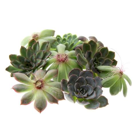 Tiny Treasurez® are living mini-succulents, like treasures from nature. These beautiful green decorations represent small discoveries from Mother Nature and come in various types. All our Tiny Treasurez® are unique in themselves and require little maintenance, which is naturally ideal. They can very slowly create roots, an illustration of their natural survival instinct. Tiny Treasurez® have enough moisture reserves in their leaves to survive dry conditions for months. They also symbolize growth, life, and sustainability. If you want to let these succulents grow further at a later stage, place them carefully with the bottom side in a pot filled with slightly dry potting soil.<br /><br />The Tiny Treasurez® Colourful Blooms Trio is a vibrant and green gift that can be sent through the mail or handed out in person. The colorful flowers are FSC-certified wooden stands that serve as holders for the mini succulents. The entire package is beautifully presented in a mailbox-sized box, making it easy to send and distribute. This combination of wooden flowers and Tiny Treasurez® is a colorful addition to any desk. The card includes the story behind Tiny Treasurez®, so the recipient knows what unique gift they are receiving. The living plant stays in sight for a long time with the recipient because it doesn't just end up in a cupboard or trash bin. Personalize them with a message on the product or with a card for a lasting impression. Bring some extra green decoration into your home with our Tiny Treasurez®.<br /><br />If you have any questions about this product, desired personalization, or packaging options, please feel free to contact us.<br /><br />Flowers and plants are living items and should be transported with care to ensure quality. Feel free to ask us about the shipping costs.