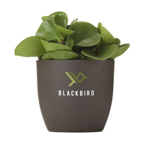 WoW! Dieser vollständig kompostierbare Blumentopf wird aus dem Kaffeesatz hergestellt, der bei der Zubereitung einer Tasse Kaffee anfällt. Er kann mit Ihrem Firmenlogo personalisiert werden und ist somit der perfekte Blumentopf, um ein wenig Grün in Ihr Büro zu bringen.      In den Niederlanden werden jährlich 120 Millionen Kilo Kaffeesatz produziert. Das Material auf Kaffeebasis ist eine Mischung aus gebrauchtem Kaffeesatz und einem Biopolymer. Das Biopolymer des Coffee Based Materials basiert auf recycelten Rohstoffen aus Kartoffel-, Getreide-, Wurzel- oder Samenmehl. Der gebrauchte Kaffeesatz ist ein Abfallstrom aus der Kaffeeindustrie oder der Büroumgebung. Hergestellt in Holland.  Da Kaffeesatz ein organisches Material ist, ist er natürlich biologisch abbaubar. Das Biopolymer ist außerdem biologisch abbaubar und entspricht der Norm EN13432 (Norm für die industrielle Kompostierung). Wird einzeln in einem Kraftkarton geliefert.