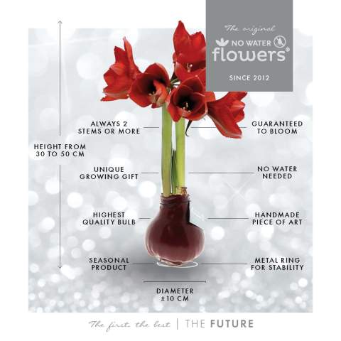Les No Water Flowers® sont un cadeau luxueux, en pleine croissance et en floraison. Les No Water Flowers® vivantes sont reconnues pour leurs bulbes d'Amaryllis en cire, fabriqués à la main de manière unique. Ces bulbes d'Amaryllis spécialement sélectionnés et testés ont suffisamment d'énergie pour pousser et fleurir sans eau. Les authentiques No Water Flowers® produisent des tiges florales assez courtes, ne tombent pas et fleurissent de manière garantie. Chaque No Water Flowers® est soigneusement nettoyé et ciré à la perfection, ce qui confère au bulbe une apparence contemporaine et élégante. Ces No Water Flowers® sont présentées sur un plateau doré, ce qui leur confère une touche luxueuse – un cadeau idéal pour vos relations professionnelles importantes. De plus, cela assure que le bulbe d'amaryllis est particulièrement stable.<br /><br />En plaçant votre logo ou slogan sur les No Water Flowers®, vous vous démarquerez auprès de nombreuses relations. Ce magnifique cadeau ne passera pas inaperçu dans un placard ; au contraire, il occupera une place de choix sur la table ou le bureau du destinataire, contribuant ainsi à la notoriété de votre marque. Offrir ces No Water Flowers® personnalisés renforce le sentiment d'appartenance et d'appréciation envers votre entreprise. De plus, en ajoutant une carte arrière personnalisée en couleur dans la boîte-cadeau, vous pouvez rendre le message derrière ce cadeau encore plus clair.<br /><br />Les No Water Flowers® originales sont facilement reconnaissables grâce à l'étiquette carrée attachée au bulbe. Ces bulbes d'Amaryllis ne nécessitent aucun soin particulier. Placez l'Amaryllis en cire dans un endroit lumineux, mais pas en plein soleil, et profitez des magnifiques fleurs qui se développeront en 3 à 5 semaines. Les bulbes de fleurs sont des produits naturels, chaque bulbe est unique en soi et a une forme différente.<br /><br />Les No Water Flowers® sont disponibles uniquement de septembre à février. <br />Si vous avez des questions sur ce produit, la personnalisation souhaitée ou les emballages éventuels, n'hésitez pas à nous contacter.