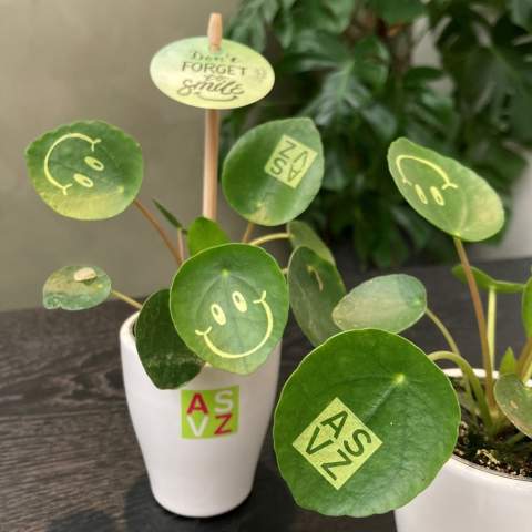 With this living plant, you conjure a smile on the faces of your associates, radiate positivity, and infuse life into the office. The trendy Plant has transformed into the Smylieplant®, bringing joy to everyone. The Pilea peperomioides is making a strong comeback, but this time with smileys.<br /><br />Naturally, you can personalize the Smylieplant® with your logo or design. Thanks to our special techniques, applying smileys or logos doesn't affect the lifespan. This allows you to make your logo, slogan, or message shine on one or all leaves of the Smylieplant®, leaving a unique impression. Additionally, we also offer the option to print on the plant pot. This little plant provides an opportunity to truly surprise your employees or associates in a positive way.<br /><br />If you have any questions about this product, desired personalization, or packaging options, please feel free to contact us.<br />Flowers and plants are living items and should be transported with care to ensure quality. This includes properly supporting plants, handling their fragility, and considering the impact of temperature on the plants. Therefore, it is almost always necessary to ship our products by pallet when it comes to bulk quantities, even for small quantities. Feel free to ask us about the shipping costs.