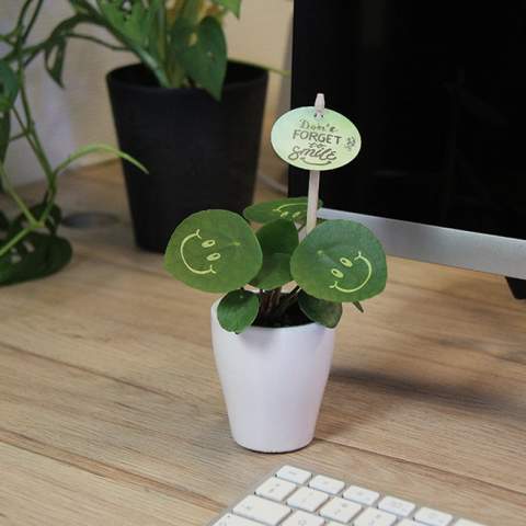 With this living plant, you conjure a smile on the faces of your associates, radiate positivity, and infuse life into the office. The trendy Plant has transformed into the Smylieplant®, bringing joy to everyone. The Pilea peperomioides is making a strong comeback, but this time with smileys.<br /><br />Naturally, you can personalize the Smylieplant® with your logo or design. Thanks to our special techniques, applying smileys or logos doesn't affect the lifespan. This allows you to make your logo, slogan, or message shine on one or all leaves of the Smylieplant®, leaving a unique impression. Additionally, we also offer the option to print on the plant pot. This little plant provides an opportunity to truly surprise your employees or associates in a positive way.<br /><br />If you have any questions about this product, desired personalization, or packaging options, please feel free to contact us.<br />Flowers and plants are living items and should be transported with care to ensure quality. This includes properly supporting plants, handling their fragility, and considering the impact of temperature on the plants. Therefore, it is almost always necessary to ship our products by pallet when it comes to bulk quantities, even for small quantities. Feel free to ask us about the shipping costs.