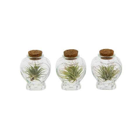 Ein trendiges Glas mit einer Luftpflanze drin! Luft Pflanzen sind trendy und unterhaltsam, mit einem zeitgemäßen Charakter, der perfekt zu jedem modernen Raum passt. Was sie so besonders macht, ist ihre einzigartige Fähigkeit, in verschiedenen Umgebungen mit minimaler Pflege zu überleben. Diese kleinen Pflanzen nehmen Nährstoffe aus der Luft auf, wodurch sie wenig Pflege benötigen und ideal für Menschen mit weniger grünen Daumen sind. Sie symbolisieren Anpassungsfähigkeit und Sorglosigkeit und fügen jedem Raum einen Hauch von Grün hinzu. Es kann auch Spaß machen, sich auf luftbezogene Aktivitäten zu beziehen.<br /><br />Durch Personalisierung auf einem Korken, auf einem Holzständer oder mit einem Anhängeetikett kann das Ganze individuell gestaltet werden. Durch Platzierung Ihres Firmenlogos oder einer inspirierenden Botschaft auf den Luft Pflanzen erhöhen Sie die Markenbekanntheit Ihres Unternehmens und schaffen positive Assoziationen bei den Empfängern. Personalisierte Luft Pflanzen sind vielseitig einsetzbar und passen zu verschiedenen Zielgruppen und Anlässen. Diese Luft Pflanzen sind sehr pflegeleicht und können Monate bis Jahre überdauern und bewundernde Blicke auf sich ziehen.<br /><br />Haben Sie Fragen zu diesem Produkt, zur gewünschten Personalisierung oder möglichen Verpackungsoptionen? Zögern Sie nicht, uns zu kontaktieren.