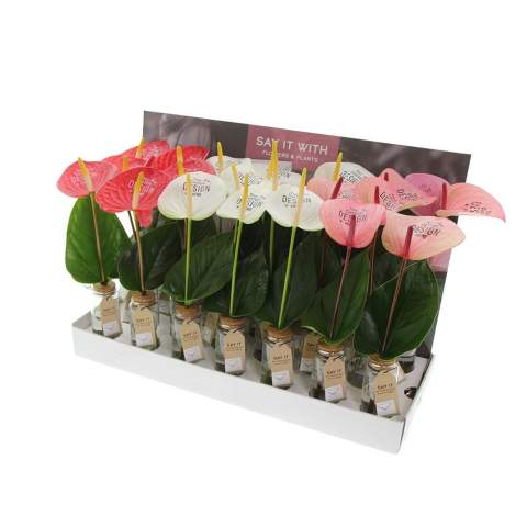 Laat jouw boodschap stralen met de luxe Message Printz® snijanthurium – een levende bloem die symbool staat voor liefde, geluk en welvaart. Dankzij de lange houdbaarheid blijft deze stijlvolle snijbloem, welke ook wel de Flamingobloem wordt genoemd, wekenlang mooi en zorgt zo voor een blijvende indruk. Personaliseer de bloem met jouw logo, slogan of boodschap zonder invloed op de levensduur. Het concept wordt afgemaakt met een bijpassend anthuriumblad in een trendy glaasje. Val op met een uniek en persoonlijk geschenk dat in het oog valt bij elke gelegenheid.<br /><br />Message Printz® – Zeg het met bloemen en planten.<br />Dit product is onderdeel van onze Message Printz® lijn. Dit zijn levende bloemen en planten, gepersonaliseerd met een boodschap of een logo, direct op het blad of de bloem. Dankzij innovatieve technieken heeft de opdruk geen invloed op de gezondheid of levensduur van de plant. De boodschap of het logo blijft duidelijk zichtbaar zolang de plant goed blijft en is niet zomaar uit te wissen. Elk item uit de Message Printz® lijn is herkenbaar aan het kleine envelopsymbool. Een unieke en blijvende manier om jouw boodschap, merk of waardering over te brengen.<br /><br />Heeft u vragen over dit product, de gewenste personalisatie of eventuele verpakkingen? Neem dan gerust contact met ons op.