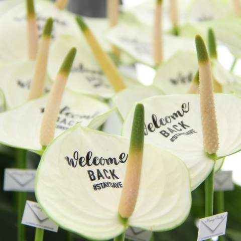 Laat jouw boodschap stralen met de luxe Message Printz® snijanthurium – een levende bloem die symbool staat voor liefde, geluk en welvaart. Dankzij de lange houdbaarheid blijft deze stijlvolle snijbloem, welke ook wel de Flamingobloem wordt genoemd, wekenlang mooi en zorgt zo voor een blijvende indruk. Personaliseer de bloem met jouw logo, slogan of boodschap zonder invloed op de levensduur. Het concept wordt afgemaakt met een bijpassend anthuriumblad in een trendy glaasje. Val op met een uniek en persoonlijk geschenk dat in het oog valt bij elke gelegenheid.<br /><br />Message Printz® – Zeg het met bloemen en planten.<br />Dit product is onderdeel van onze Message Printz® lijn. Dit zijn levende bloemen en planten, gepersonaliseerd met een boodschap of een logo, direct op het blad of de bloem. Dankzij innovatieve technieken heeft de opdruk geen invloed op de gezondheid of levensduur van de plant. De boodschap of het logo blijft duidelijk zichtbaar zolang de plant goed blijft en is niet zomaar uit te wissen. Elk item uit de Message Printz® lijn is herkenbaar aan het kleine envelopsymbool. Een unieke en blijvende manier om jouw boodschap, merk of waardering over te brengen.<br /><br />Heeft u vragen over dit product, de gewenste personalisatie of eventuele verpakkingen? Neem dan gerust contact met ons op.