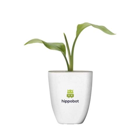 Mailbox tree from the Treemore brand: Bird of Paradise plant (Strelitzia reginae). A product in which the tree takes centre stage, where everyone can take care of their own tree at home, watching it grow. The trees are sourced from an Dutch nurseries and are delivered in a flower pot and packaging that has been specially developed to fit through a letterbox. The tree is supplied in the soil and in a bio-based flower pot made from elephant grass fibres. The packaging and the supplied information booklet are FSC® certified and 100% recyclable. An original way to surprise someone whilst also making the world a little greener.