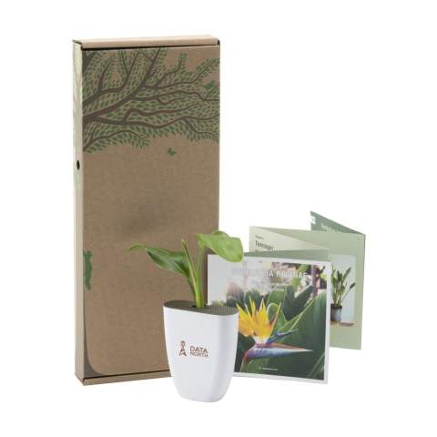 Mailbox tree from the Treemore brand: Bird of Paradise plant (Strelitzia reginae). A product in which the tree takes centre stage, where everyone can take care of their own tree at home, watching it grow. The trees are sourced from an Dutch nurseries and are delivered in a flower pot and packaging that has been specially developed to fit through a letterbox. The tree is supplied in the soil and in a bio-based flower pot made from elephant grass fibres. The packaging and the supplied information booklet are FSC® certified and 100% recyclable. An original way to surprise someone whilst also making the world a little greener.