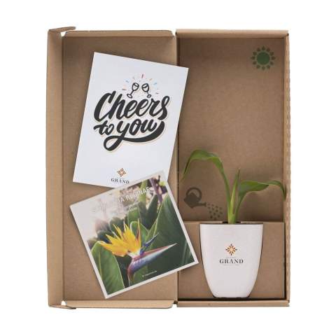 Mailbox tree from the Treemore brand: Bird of Paradise plant (Strelitzia reginae). A product in which the tree takes centre stage, where everyone can take care of their own tree at home, watching it grow. The trees are sourced from an Dutch nurseries and are delivered in a flower pot and packaging that has been specially developed to fit through a letterbox. The tree is supplied in the soil and in a bio-based flower pot made from elephant grass fibres. The packaging and the supplied information booklet are FSC® certified and 100% recyclable. An original way to surprise someone whilst also making the world a little greener.
