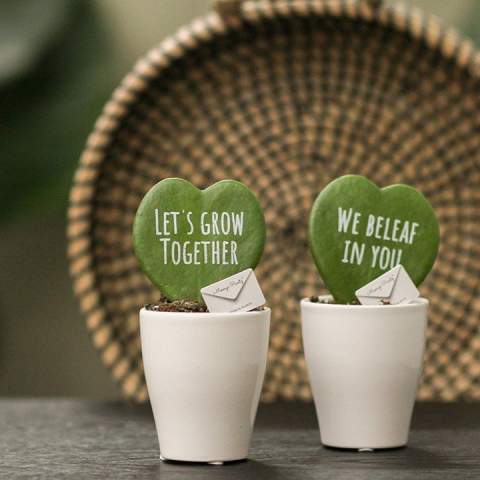 Een keer wat anders dan een standaard geschenk, maak dan kennis met deze unieke Message Printz® Hartjesplant. Deze levende plant welke ook wel een Hoya kerrii wordt genoemd is een populaire kamerplant vanwege zijn bijzondere bladvorm en symboliek. Het natuurlijke hartvormige blad van de Hartjesplant maakt het een symbool van liefde en geluk, en het wordt vaak als geschenk gegeven bij speciale gelegenheden. Deze plant staat ook bekend om zijn gemakkelijke onderhoud en langdurige levensduur, waardoor het een blijvende herinnering vormt.<br /><br />Deze levende plant is te bedrukken met jouw logo, slogan of boodschap wat het een bijzondere gift maakt. Door gebruik te maken van speciale technieken zorgen we dat het personaliseren van de planten geen impact heeft op hun levensduur. Door de hartjesplant te personaliseren, blijf je maanden tot jarenlang in beeld bij jouw relaties, en dat op een groene en positieve wijze. Het plantje kan verpakt worden in een luxe giftbox of in sierlijk cellofaan wat het weggeven extra leuk maakt. Verras jouw relaties eens met een unieke gepersonaliseerde hartjesplant en sta extra lang in beeld.<br /><br />Heeft u vragen over dit product, de gewenste personalisatie of eventuele verpakkingen? Neem dan gerust contact met ons op.