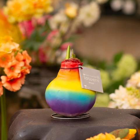 Les No Water Flowers® Glowz sont un cadeau lumineux, croissant et fleurissant. La couche de cire spéciale des No Water Flowers® Glowz se recharge lorsqu'elle est exposée à la lumière et brillera lorsque les lumières s'éteindront. Cet effet unique conserve sa puissance, vous permettant d'en profiter plus longtemps. Ces No Water Flowers® vivants sont connus pour leurs bulbes d'amaryllis cirés faits à la main et uniques. Ces bulbes d'amaryllis spécialement sélectionnés et testés ont suffisamment d'énergie pour pousser et fleurir sans eau. Les véritables No Water Flowers® produisent des tiges florales courtes, ne se renversent pas et fleurissent à coup sûr. Chaque No Water Flowers® est soigneusement nettoyé et ciré à la perfection, donnant au bulbe une apparence contemporaine et à la mode.<br /><br />En plaçant votre logo ou slogan en noir sur les No Water Flowers® lumineux, vous vous démarquerez auprès de nombreux clients. Ce magnifique cadeau ne sera pas oublié dans un tiroir ; au contraire, il trouvera une place spéciale sur la table ou le bureau du destinataire. Lorsque les lumières s'éteignent, votre bulbe avec l'impression ressortira encore plus. Offrir ces No Water Flowers® personnalisés renforce le sentiment de connexion et d'appréciation avec votre entreprise. De plus, vous pouvez personnaliser davantage l'emballage en ajoutant une carte de fond personnalisée en couleur, rendant ainsi votre message encore plus clair. Les No Water Flowers® sont le cadeau croissant et fleurissant le plus unique, parfait à offrir et à recevoir.<br /><br />Toutes les No Water Flowers® sont équipées d'un support métallique permettant de maintenir l'Amaryllis en cire debout de manière stable. Les No Water Flowers® originales sont facilement reconnaissables grâce à l'étiquette carrée attachée au bulbe. Ces bulbes d'Amaryllis ne nécessitent aucun soin particulier. Placez l'Amaryllis en cire dans un endroit lumineux, mais pas en plein soleil, et profitez des magnifiques fleurs qui se développeront en 3 à 5 semaines. Les bulbes de fleurs sont des produits naturels, chaque bulbe est unique en soi et a une autre forme.<br /><br />Les No Water Flowers® sont disponibles uniquement de septembre à février. <br />Si vous avez des questions sur ce produit, la personnalisation souhaitée ou les emballages éventuels, n'hésitez pas à nous contacter.