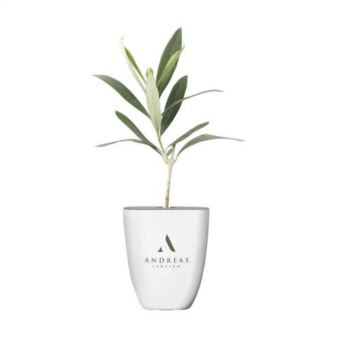 Mailbox trees from the Treemore brand is a product range in which the tree takes centre stage, where everyone can take care of their own tree at home, watching them grow. The trees are sourced from an Dutch nurseries and are delivered in a flower pot and packaging that has been specially developed to fit through a letterbox. The tree is supplied in the soil and in a bio-based flower pot made from elephant grass fibres. The packaging and the supplied information booklet are FSC certified and 100% recyclable. Available in different varieties. The Persian silk tree (Albizia julibrissin), the honey tree (Styphnolobium japonicum), the Downey Birch tree (Betula pubescens), Citrus tree (Citrus Hystrix) and the Japanese nut tree (Ginkgo biloba) are seasonal trees and can only be ordered between mid-March and September. The other trees can be ordered all year round. An original way to surprise someone whilst also making the world a little greener.
