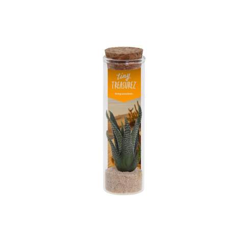 Tiny Treasurez® are living mini-succulents, like treasures from nature. These beautiful green decorations represent small discoveries from Mother Nature and come in various types. All our Tiny Treasurez® are unique in themselves and require little maintenance, which is naturally ideal. They can very slowly create roots, an illustration of their natural survival instinct. Tiny Treasurez® have enough moisture reserves in their leaves to survive dry conditions for months. They also symbolize growth, life, and sustainability. If you want to let these succulents grow further at a later stage, place them carefully with the bottom side in a pot filled with slightly dry potting soil.<br /><br />The Tiny Treasurez® Message in a Bottle is filled with a layer of sand, seashells, an atmosphere card, and, of course, a mix of live mini succulents. This item is not only a charming addition to your desk or home but also perfect as a gift for events, themed days, or trade shows. The card includes the story behind Tiny Treasurez®, so the recipient knows what unique gift they are receiving. The living plant stays in sight for a long time with the recipient because it doesn't just end up in a cupboard or trash bin. Personalize them with a message on the product or with a card for a lasting impression. Bring some extra green decoration into your home with our Tiny Treasurez®.<br /><br />If you have any questions about this product, desired personalization, or packaging options, please feel free to contact us.