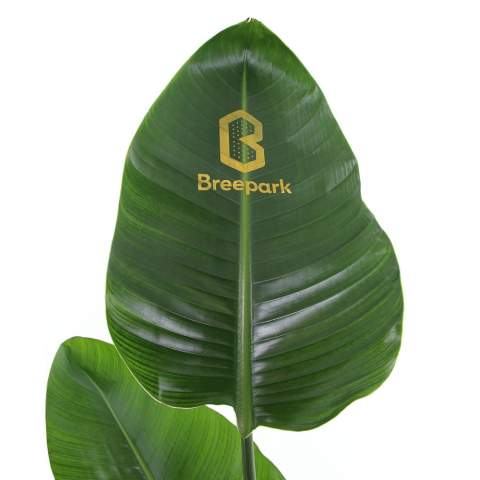 Deze indrukwekkende plant, beter bekend als de "Bird of Paradise", straalt luxe en exclusiviteit uit. Met de juiste verzorging – voldoende licht, regelmatige watergift en een stabiele temperatuur – behoudt deze Strelitzia zijn frisse uitstraling en gaat hij jarenlang mee. Daarnaast werkt de plant luchtzuiverend en draagt hij bij aan een gezondere werkomgeving. Dankzij het grote personalisatieoppervlak op een opvallend blad kan jouw logo, slogan of boodschap in stijlvol goud worden aangebracht, voor langdurige zichtbaarheid. Onderscheid je met deze Strelitzia: meer dan een frisse plant, een persoonlijk geschenk dat indruk maakt en blijvende waarde toevoegt.<br /><br />Message Printz® – Zeg het met bloemen en planten.<br />Dit product is onderdeel van onze Message Printz® lijn. Dit zijn levende bloemen en planten, gepersonaliseerd met een boodschap of een logo, direct op het blad of de bloem. Dankzij innovatieve technieken heeft de opdruk geen invloed op de gezondheid of levensduur van de plant. De boodschap of het logo blijft duidelijk zichtbaar zolang de plant goed blijft en is niet zomaar uit te wissen. Elk item uit de Message Printz® lijn is herkenbaar aan het kleine envelopsymbool. Een unieke en blijvende manier om jouw boodschap, merk of waardering over te brengen.<br /><br />Heeft u vragen over dit product, de uitgebreide mogelijkheden tot personalisatie of de bijbehorende verpakkingen? Neem gerust contact met ons op.