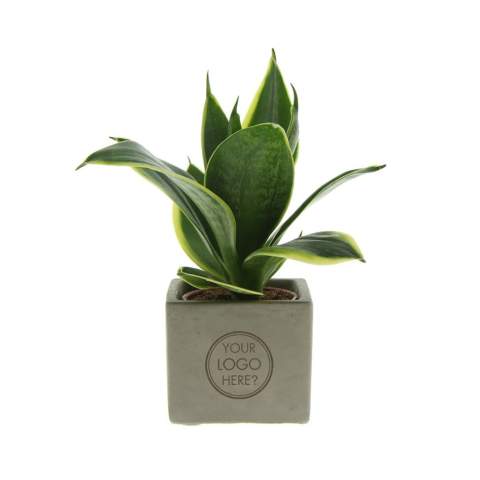 Betonnen potje met een persoonlijke boodschap of een logo; Ontdek de perfecte groene mix in combinatie met de elegantie en robuustheid van onze Congreet® plantpotten. Ideaal voor op kantoor vanwege hun eenvoudige onderhoud, lange levensduur en luchtzuiverende eigenschappen. De Congreet® met planten combineren stoerheid en luxe met een verfrissende uitstraling. De naam ‘Congreet®’ knipoogt naar het gebruikte materiaal (beton) en het vermogen om groeten en boodschappen over te brengen.<br /><br />De Congreet® plantenpotten zijn gevuld met een mix van kwalitatieve en verfrissende sansevieria planten, die bekend staan om hun luchtzuiverende eigenschappen en bijdrage aan een gezondere werkomgeving. Met hun minimale onderhoudsbehoeften zijn ze perfect voor op kantoor en voegen ze een decoratief accent toe aan elke ruimte wat lang in beeld is. Kortom, ze zijn de ideale keuze voor jou. Als er toch de voorkeur is voor een andere plant, neem dan gerust contact met ons op.<br /><br />Met een nauwkeurige gravure op het betonnen oppervlak, biedt Congreet® een tijdloze uitstraling die past op elk bureau, tafel of kantoorruimte. De mogelijkheden zijn eindeloos – van bedrijfslogo’s tot inspirerende citaten – waardoor deze potjes zich onderscheiden als promotionele artikelen of relatiegeschenken. Of het nu gaat om een blijk van waardering voor medewerkers, een promotioneel geschenk voor klanten, of een feestelijke touch tijdens speciale evenementen, Congreet® past naadloos in elke zakelijke setting.<br /><br />Heeft u vragen over dit product, de gewenste personalisatie of eventuele verpakkingen? Neem dan gerust contact met ons op.